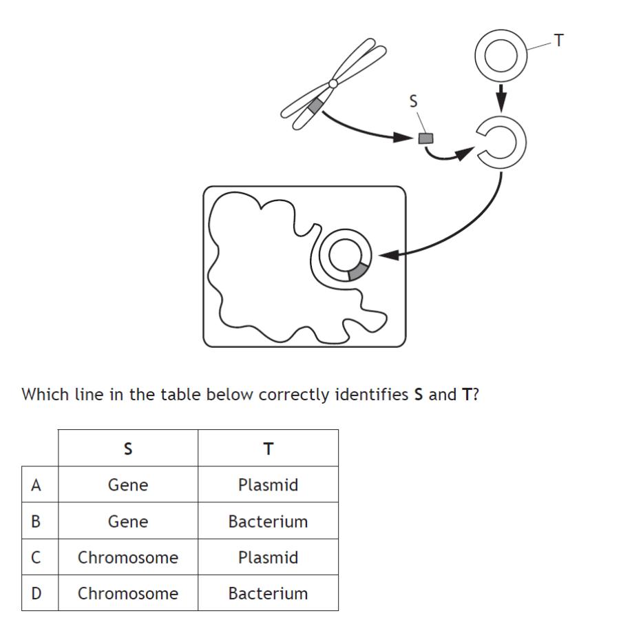 The diagram below shows stages in the production of a substance, such as insulin, by genetic engineering.