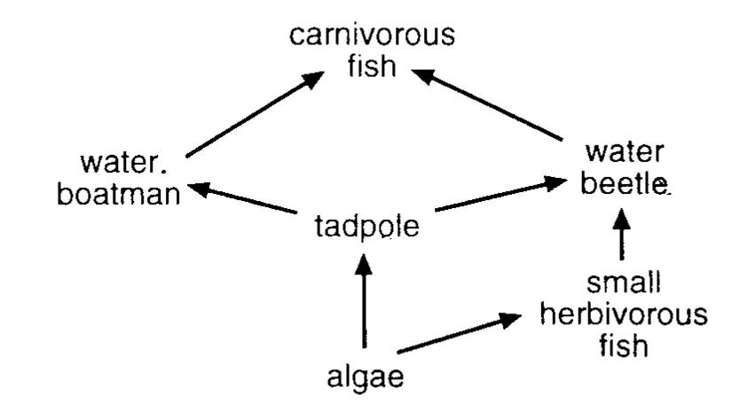MCQ 2_2A Food Chains/ Niches โ National 5 Unit 2 Homework Biology Diagrams